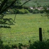 Buttercup field view