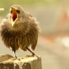 Feeding time for a young starling