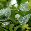 Leaves after rain, Steeple Claydon, Bucks