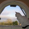Through the...arched window