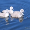 Cygnets