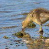 Hornsea 6