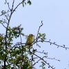 Greenfinch in a tree.