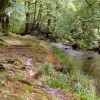 Trees overhanging the river.