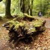Just an old tree stump.