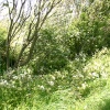 A wild hedgerow, Cleveleys