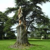 Tree sculpture picture number 3
