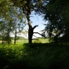 A break in the trees.