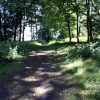 Dappled path.