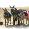 St Annes donkey rides