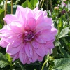 In the Botanic Gardens