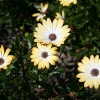 In the Botanic Gardens