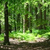 Hudd Lea Wood