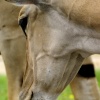 More animals
