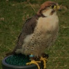 Falcon