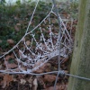 Icy cobweb