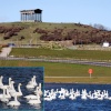Whooper Swans in Herrington Country Park.