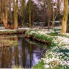Snowdrop display Walsingham Abbey grounds