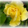 Flowers in my garden