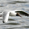 Mature Black Headed Gull.