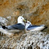 Kittiwakes. An adult Kittiwake returns to the nest with food for its chick.