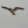 First Flight 1