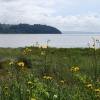 The coast at Laugharne