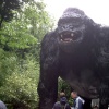 King Kong at Wookey