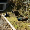 Peacocks at the door.