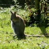 A little Joey