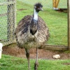 Here comes Emu.