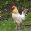 Proud Cock on the farm.
