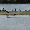 Wildfowl at Normanston Park