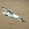 Herring Gull.