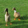 Runner Ducks at Westleton.