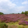 Westleton Heath