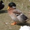 Duck at Westleton.