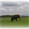 Elephant in Cleveleys