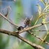 Mating Dragonflies