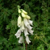 Wild Foxglove