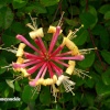 Honeysuckle