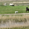 Cattle on the marshes