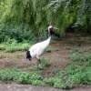 A Crane