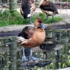 A Whistling Duck at the Wild Life Park.