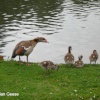 Egyptian Goose and Babies