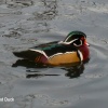 Male Wood Duck paying a flying visit. He did not stay many days.