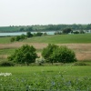A view of Levington