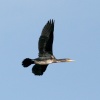 Cormorant.