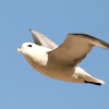 Fulmar