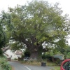 The Eardisley Oak